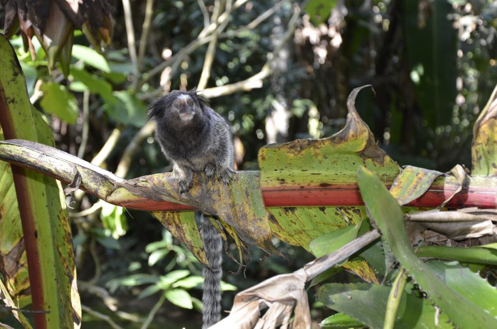 Pousada Tiatiaim Mauá エクステリア 写真